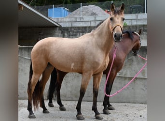 Andaluces, Yegua, 5 años, 161 cm, Bayo