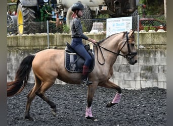 Andaluces, Yegua, 5 años, 161 cm, Bayo