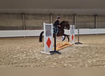 Andaluces, Yegua, 5 años, 162 cm, Castaño