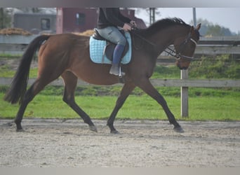 Andaluces, Yegua, 5 años, 162 cm, Castaño