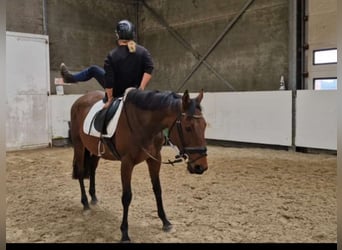 Andaluces, Yegua, 5 años, 162 cm, Castaño