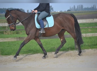 Andaluces, Yegua, 5 años, 162 cm, Castaño