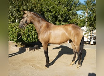 Andaluces, Yegua, 5 años, 163 cm, Buckskin/Bayo