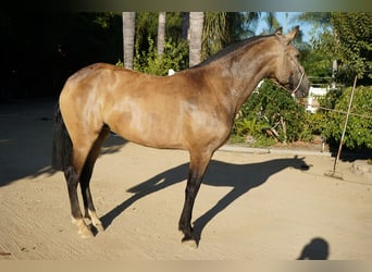 Andaluces, Yegua, 5 años, 163 cm, Buckskin/Bayo