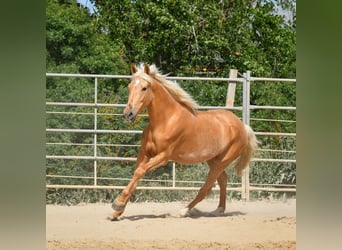 Andaluces, Yegua, 5 años, 163 cm, Palomino