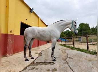 Andaluces, Yegua, 5 años, 163 cm, Tordo