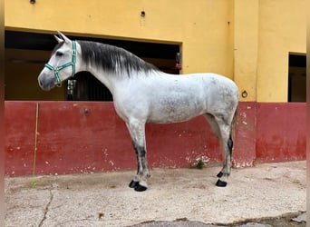 Andaluces, Yegua, 5 años, 163 cm, Tordo