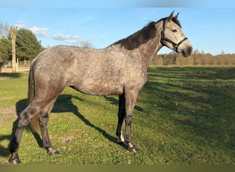 Andaluces, Yegua, 5 años, 164 cm, Tordillo negro
