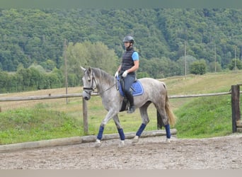 Andaluces, Yegua, 5 años, 164 cm, Tordo