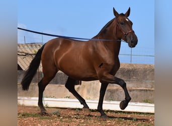 Andaluces, Yegua, 5 años, 170 cm, Castaño