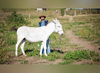 Andaluces, Yegua, 6 años, 130 cm, Musgo