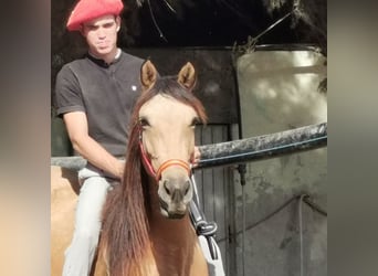 Andaluces, Yegua, 6 años, 153 cm, Bayo