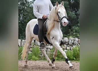Andaluces, Yegua, 6 años, 153 cm, Cremello