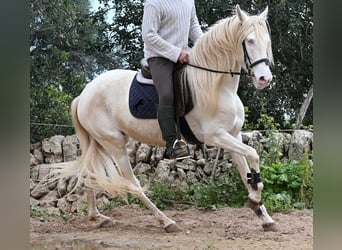 Andaluces, Yegua, 6 años, 153 cm, Cremello