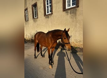 Andaluces, Yegua, 6 años, 155 cm, Castaño