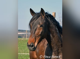 Andaluces, Yegua, 6 años, 156 cm, Castaño