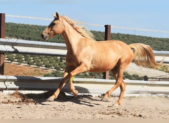 Andaluces, Yegua, 6 años, 156 cm, Palomino