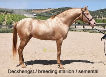 Andaluces, Yegua, 6 años, 156 cm, Palomino