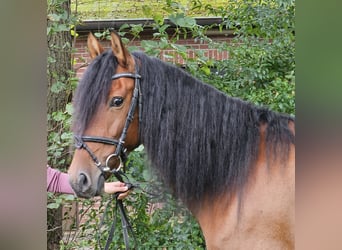 Andaluces, Yegua, 6 años, 158 cm, Castaño