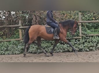 Andaluces, Yegua, 6 años, 158 cm, Castaño