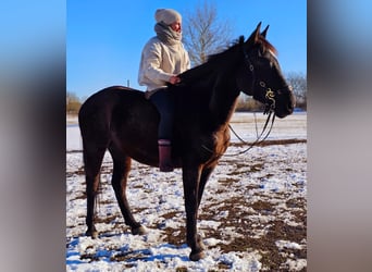 Andaluces, Yegua, 6 años, 158 cm, Negro