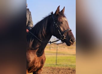 Andaluces, Yegua, 6 años, 158 cm, Negro