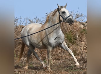 Andaluces, Yegua, 6 años, 158 cm, Tordo