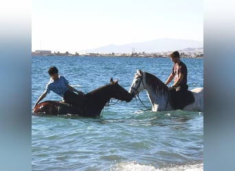 Andaluces, Yegua, 6 años, 158 cm, Tordo