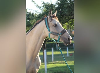 Andaluces Mestizo, Yegua, 6 años, 160 cm, Buckskin/Bayo