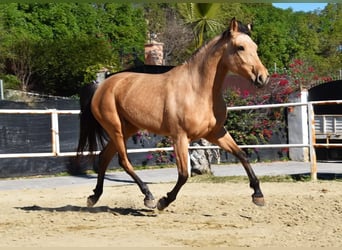 Andaluces, Yegua, 6 años, 161 cm, Bayo