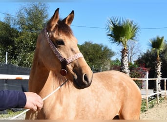 Andaluces, Yegua, 6 años, 161 cm, Bayo