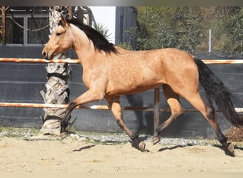 Andaluces, Yegua, 6 años, 161 cm, Bayo