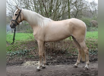 Andaluces, Yegua, 6 años, 162 cm, Palomino