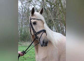 Andaluces, Yegua, 6 años, 162 cm, Palomino