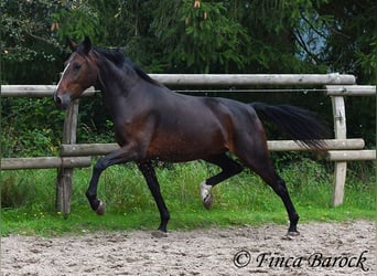 Andaluces, Yegua, 6 años, 163 cm, Morcillo