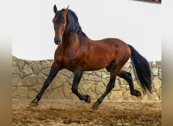 Andaluces, Yegua, 6 años, 163 cm, Negro