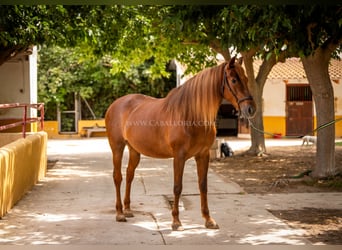 Andaluces, Yegua, 6 años, 167 cm, Alazán