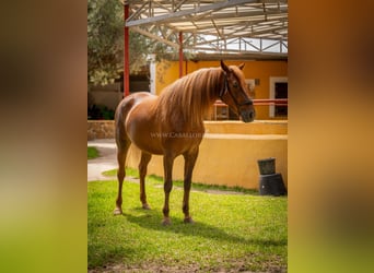 Andaluces, Yegua, 6 años, 167 cm, Alazán