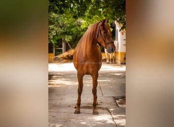 Andaluces, Yegua, 6 años, 167 cm, Alazán