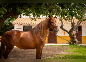 Andaluces, Yegua, 6 años, 167 cm, Alazán