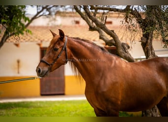 Andaluces, Yegua, 6 años, 167 cm, Alazán