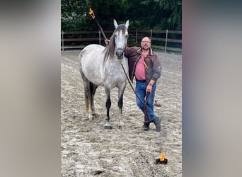 Andaluces, Yegua, 6 años, 168 cm, Tordo rodado