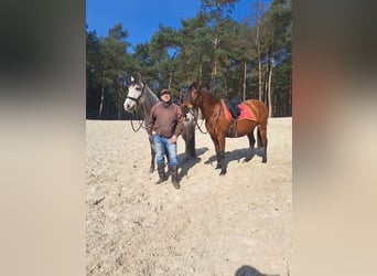 Andaluces, Yegua, 6 años, 168 cm, Tordo rodado