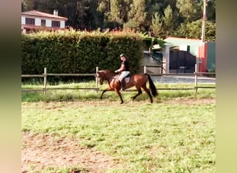 Andaluces, Yegua, 6 años, 169 cm, Castaño