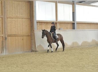 Andaluces, Yegua, 7 años, 152 cm, Castaño