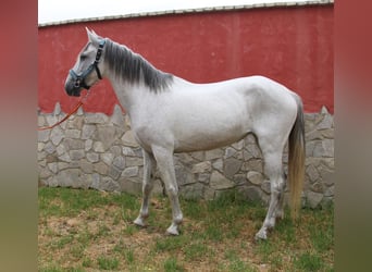 Andaluces, Yegua, 7 años, 152 cm, Tordo picazo