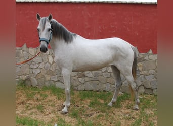 Andaluces, Yegua, 7 años, 152 cm, Tordo picazo