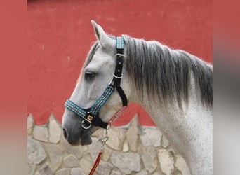 Andaluces, Yegua, 7 años, 152 cm, Tordo picazo