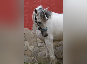 Andaluces, Yegua, 7 años, 152 cm, Tordo picazo