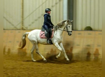 Andaluces, Yegua, 7 años, 153 cm, Tordo